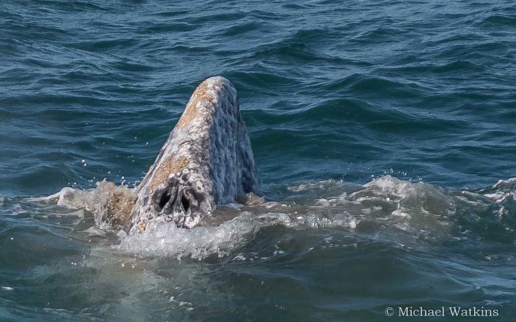 whale-in-malibu