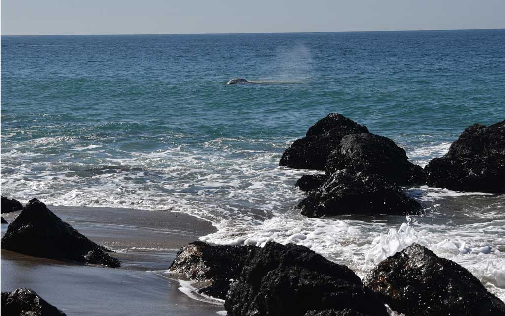 whale-in-malibu