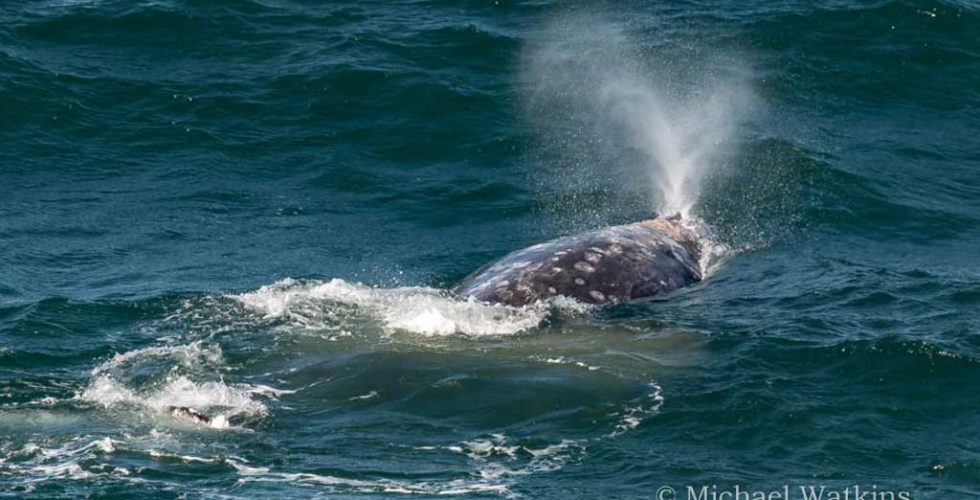 whale-spouting